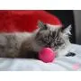 Pet Qwerks Cat Babble Ball with Catnip Infused, Interactive Cat Toy Pet Qwerks Cat Babble Ball with Catnip Infused, Interactive Cat Toy