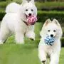 Bepets 4 Pack Dog Rope Toys for Small Dogs to Medium Dogs, Pet Toy Rope Dog Pull Toy Dog Tug Rope Dog Chew Toys for Puppies, Puppy Rope Toys Teething, Tug of War Dog Toy for Small Dog Bepets 4 Pack Dog Rope Toys for Small Dogs to Medium Dogs, Pet Toy Rope Dog Pull Toy Dog Tug Rope Dog Chew Toys for Puppies, Puppy Rope Toys Teething, Tug of War Dog Toy for Small Dog