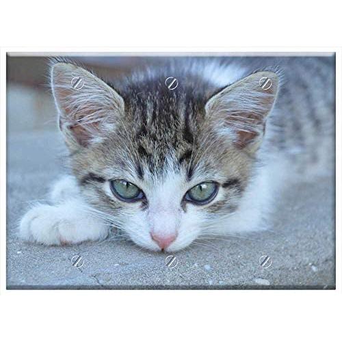 Triple Blank Wall Plate Cover - Cat Kitten Cat Eyes Pet Animal Cats Cute Kittens