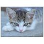 Triple Blank Wall Plate Cover - Cat Kitten Cat Eyes Pet Animal Cats Cute Kittens