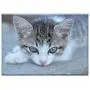 Triple Blank Wall Plate Cover - Cat Kitten Cat Eyes Pet Animal Cats Cute Kittens Triple Blank Wall Plate Cover - Cat Kitten Cat Eyes Pet Animal Cats Cute Kittens