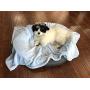 Higher Comfort Super Soft Premium Pet Blankets for Small Dogs, Puppies, Cats & Kittens - 30'' x 40'' - Great for Pet Beds and Carriers