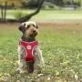 Kruz PET KZA306 Reflective Mesh Dog Harness, No Pull, Easy Walk, Quick Fit, Comfortable, Adjustable Pet Vest Harnesses for Walking, Training, Small, Medium Dogs Kruz PET KZA306 Reflective Mesh Dog Harness, No Pull, Easy Walk, Quick Fit, Comfortable, Adjustable Pet Vest Harnesses for Walking, Training, Small, Medium Dogs