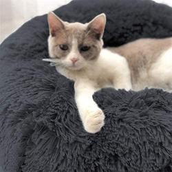 TANPAUL Dog Bed Cat Bed Calming Donut Cuddler Nest Warm Plush Dog Cat Cushion with Cozy Sponge Non-Slip Bottom for Small Medium Pets Snooze Calm Sleeping Indoor, Machine Washable