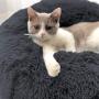 TANPAUL Dog Bed Cat Bed Calming Donut Cuddler Nest Warm Plush Dog Cat Cushion with Cozy Sponge Non-Slip Bottom for Small Medium Pets Snooze Calm Sleeping Indoor, Machine Washable