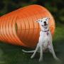 CHEERING PET Dog Agility Equipment, 28 Piece Dog Obstacle Course for Training and Interactive Play Includes Dog Agility Tunnel, Adjustable Hurdles, Poles, Whistle, Rope Toy with Carrying Case
