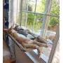 Sunny Seat Window Mounted Cat Bed cat Hammock Pet Save Space（Size:5535cm）
