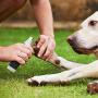 DADYPET Dog Nail Grinder, Electric Pet Paw Trimmer Clipper for Dog Cat Portable & Rechargeable Gentle Painless Paws Grooming Trimming Shaping Smoothing