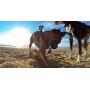 GoPro Fetch Dog Harness - Official GoPro Mount