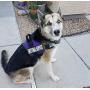 Doggie Stylz Emotional Support Dog Vest no Pull with 2 Free Hook and Loop Removable Emotional Support Dog Patch, Reflective Lightweight Cool Soft Adjustable K9 Emotional Support Animal Harness