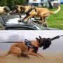 Dingo Gear Multifunctional Harness for Dog in Work, Guard Dog Training, K9 and Ipo, Cobra System Handmade