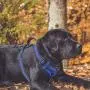 Bolux No Pull Dog Harness, Adjustable Pet Reflective Oxford Soft Vest Harness with Leash Clips for Small Medium Large Dogs, Pet No-Choke Halters with Nylon Handle Bolux No Pull Dog Harness, Adjustable Pet Reflective Oxford Soft Vest Harness with Leash Clips for Small Medium Large Dogs, Pet No-Choke Halters with Nylon Handle