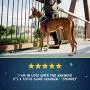 2 Hounds Design Freedom No Pull Dog Harness | Adjustable Gentle Comfortable Control for Easy Dog Walking |for Small Medium and Large Dogs | Made in USA | Leash Included 2 Hounds Design Freedom No Pull Dog Harness | Adjustable Gentle Comfortable Control for Easy Dog Walking |for Small Medium and Large Dogs | Made in USA | Leash Included