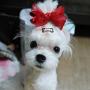 Rimobul 1'' Mini Pet Hair Clip - Pack of 18