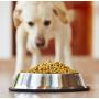 Estilo Stainless Steel Dog Bowls, 32 Oz (Set of 2)