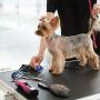 Spiralization Direct 5 Pack Dog Comb Tear Stain Remover Pet Grooming Flea Comb for Removal Mucus, Crust and Stains