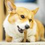 ROCKMARK Dog Super-Strong Chewing Toy Chewing Stick is Used for Oral Care and Dental Health, Suitable for Aggressive chewers