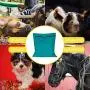 Auxsoul 1 Pack Pet Laundry Bag, Stops Pet Hair Blocking The Washing Machine, Big Size Wash Bag Ideal for Dog Cat Horse, Hair Remover Safely(6070cm) Auxsoul 1 Pack Pet Laundry Bag, Stops Pet Hair Blocking The Washing Machine, Big Size Wash Bag Ideal for Dog Cat Horse, Hair Remover Safely(6070cm)