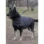 Julius-K9 14SCW Anti Shank Stab Vest with Pressure Distributor for Service Dogs, One Size Julius-K9 14SCW Anti Shank Stab Vest with Pressure Distributor for Service Dogs, One Size