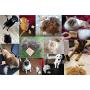 DGZC Shedding Tool Wood Groom Brush, Deshedding Grooming Tool, Professional Pet Wooden Groomer, Ergonomic Design, No Hurt for Dogs, Cats and Horses DGZC Shedding Tool Wood Groom Brush, Deshedding Grooming Tool, Professional Pet Wooden Groomer, Ergonomic Design, No Hurt for Dogs, Cats and Horses