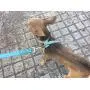 PETCARE Sparkly Rhinestone Bling Dog Harness Leash Set Soft Leather Shining Diamonds Pet Collar Harness Vest for Puppy Small Dogs Cats PETCARE Sparkly Rhinestone Bling Dog Harness Leash Set Soft Leather Shining Diamonds Pet Collar Harness Vest for Puppy Small Dogs Cats