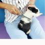 Wooden Handle Grooming Comb for Dog Cat Pet