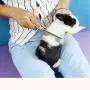 Wooden Handle Grooming Comb for Dog Cat Pet Wooden Handle Grooming Comb for Dog Cat Pet