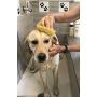 Constantia Pets Sea Sponges for Dogs - Luxury Canine Bath Care, for Pet Grooming, Soft & Gentle Pampering
