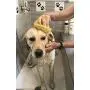 Constantia Pets Sea Sponges for Dogs - Luxury Canine Bath Care, for Pet Grooming, Soft & Gentle Pampering