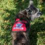 Premium Service Dog Mesh Harness Vest - Includes 5 Federal Law Cards