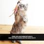 Fabater Firm Convenient Eco-Friendly Portable Durable Cat Play Toy, Play and Scratch Cat Toy, Entertainment for Kitten Work Out Cat