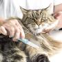 Ordermore Long Teeth Pet Comb,Stainless Steel Comb for Dogs & Cats,Pet Hair Comb for Home Grooming Kit,Effective Remove Tangles, Knots and Matted Fur