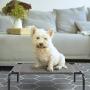 Terby Elevated Dog Bed Raised Cat Cot Portable Durable Pet Cooling Beds Washable Cover Dogs Den Indoor Outdoor Frames Lounger for Medium Small Breed Summer