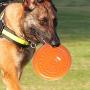 Charmsong Dog Flying Disc