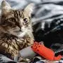 11 Pieces Cat Catnip Toys Cartoon Square Catnip Cat Chew Toys Interactive Cute Cat Entertaining Toys for Pet Kitten Cat Playing Chewing Grinding Claw and Teeth Cleaning, Assorted Styles 11 Pieces Cat Catnip Toys Cartoon Square Catnip Cat Chew Toys Interactive Cute Cat Entertaining Toys for Pet Kitten Cat Playing Chewing Grinding Claw and Teeth Cleaning, Assorted Styles