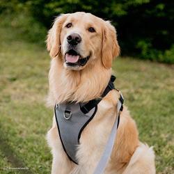 Coastal Pets Inspire Harness 1'' x 30''-43'' Inspire Aqua