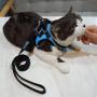 Petopt Comfort Dog Harness Vest,Soft Double Padded Vest for Dog and Cat