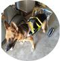 New! Two Wheels Adjustable Dog Wheelchair, cart, 7 Sizes for hind Legs Rehabilitation, 3D Soft Harness,Light Weight, Easy Assemble, Belly Band Specially for Spondylitis