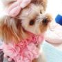 POPETPOP Dog Leash and Harness for Girls,Cute Dog Flower Harness Waking Vest Harness and Pet Leash for Halloween Wedding Cat Puppy Girl