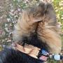 Diezel Pet Products Dog Collar with Control Handle Quick Release Metal Buckle Heavy Duty Military Style 2'' Width Nylon with USA Flag for Handling and Training Large Canine Male Or Female K9