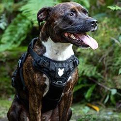 Fenrir Ragnar Dog Harness Black (S)