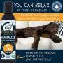 4Legger All Natural Neem Dog Shampoo - USDA Certified Organic Dog Shampoo with Orange Essential Oil - Neem Oil Dog Shampoo for Dry and Itchy Sensitive Skin Hypoallergenic Concentrated USA - 8 oz 4Legger All Natural Neem Dog Shampoo - USDA Certified Organic Dog Shampoo with Orange Essential Oil - Neem Oil Dog Shampoo for Dry and Itchy Sensitive Skin Hypoallergenic Concentrated USA - 8 oz