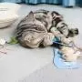 Cat Toy Products Mice Animal Plush Cat Toys Rat Squeak Noise Sound Simulation Mouse Biting Scratching Playing Supplies Decompression Toys 3PCS A Pack Cat Toy Products Mice Animal Plush Cat Toys Rat Squeak Noise Sound Simulation Mouse Biting Scratching Playing Supplies Decompression Toys 3PCS A Pack