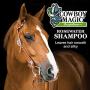 Cowboy Magic Rosewater Shampoo 16 Ounce