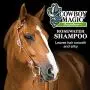 Cowboy Magic Rosewater Shampoo 16 Ounce Cowboy Magic Rosewater Shampoo 16 Ounce