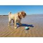 meinno Wicked Ball Cyclone Version, IPX67 Waterproof, 100% Automatic and Interactive Ball to Keep Your Dogs/Cats Company All Day, Your Pets Joy When Home Alone -NOT for CHEWERS