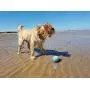 meinno Wicked Ball Cyclone Version, IPX67 Waterproof, 100% Automatic and Interactive Ball to Keep Your Dogs/Cats Company All Day, Your Pets Joy When Home Alone -NOT for CHEWERS meinno Wicked Ball Cyclone Version, IPX67 Waterproof, 100% Automatic and Interactive Ball to Keep Your Dogs/Cats Company All Day, Your Pets Joy When Home Alone -NOT for CHEWERS