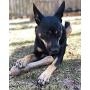 Pet Qwerks Zombie NYLON BarkBone - Chew Toy for Aggressive Chewers, Tough Durable Extreme Power Chewer Bone | Made in USA -  Available in 2 Flavors and 4 Sizes
