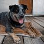 Carhartt Pet Napper Pad | Reversible Portable Dog Bed With Water Repellent Coating