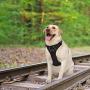 SCENEREAL Dog Safety Harness with Car Vehicle Seat Belt - Adjustable Mesh Vest Travel Strap Lead